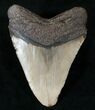Megalodon Tooth - North Carolina #13985-2